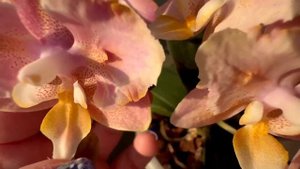 Сравнение Парфюмерных фабрик Scention vs Oriental (Orange) | Сэншн и Оранж в домашнем цветении.Обзо