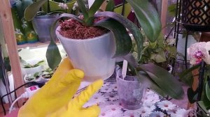 ФАЛЕНОПСИСЫ. Как нарастить корни у деток! Почему корни орхидей становятся плоскими?