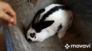 Строкач в 5місяців самка і 6.місяців самець.