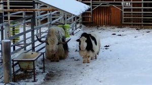 Яки домашние и бизон