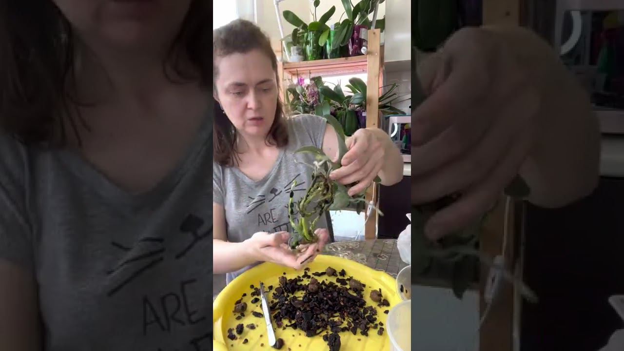 Как пересадить орхидею минимарк