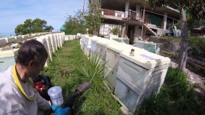 Обработка дым пушкой от варатоза удачная и неудачная БИСАНАР 2016.