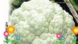 Капуста цветная СНОУБОЛЛ 123. Краткий обзор, описание характеристик brássica olerácea