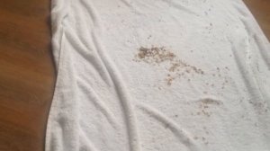 проращивание ячменя и пшеницы