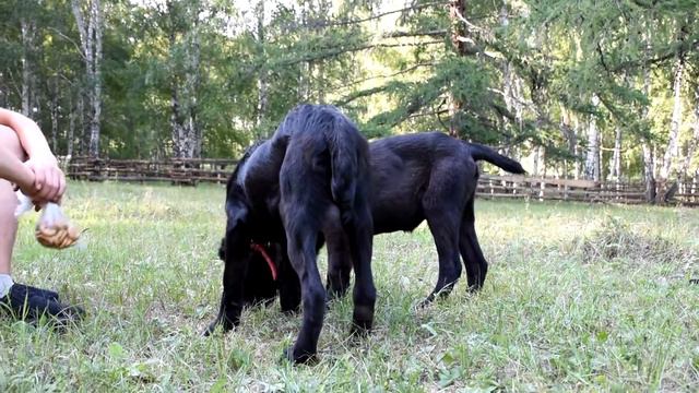 Щенки алабая в питомнике ТААЖЫДАР.