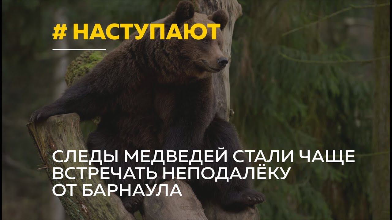 Уши медведя. Фразеологизм медведь на ухо наступил. Медведь наступает. Медведь на ухо наступил значение фразеологизма. Медведь на ухо наступи.