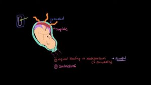 Лекции по акушерству и гинекологии. Отслойка плаценты.