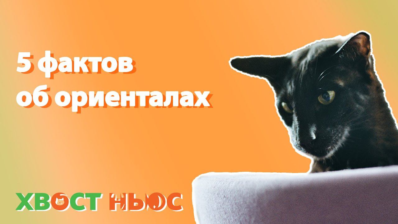 5 интересных фактов о ориенталах!