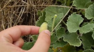 Бешеный огурец