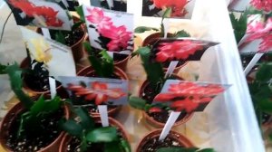 Комнатные цветы . Выставка комнатных растений  27 февраля 2021 года .Часть 2.