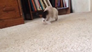 грустный и обиженный котик