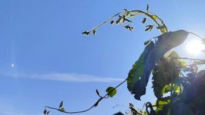 Осени лучи тепла.mp4