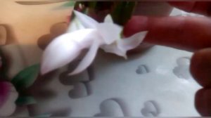 Не забываем про декабрист. График подкормок для обильного цветения??