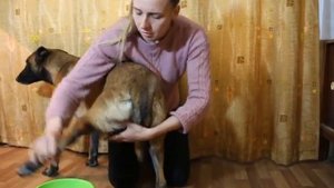 Как правильно мыть лапки без нервов. как приучить собаку к мытью лап?