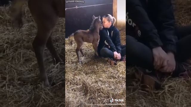 Ослик! Смешное видео про осла и его хозяина