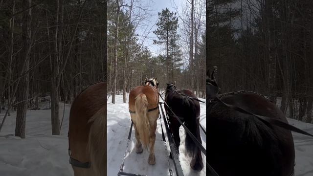 Great take off! #drafthorses #workinghorses #percheron #belgian