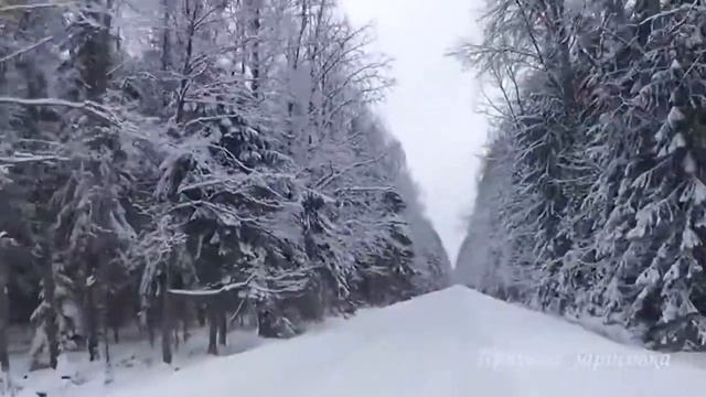 Зимний лес, дорога в снегу, красивая природа зима, засыпало снегом зимняя дорога музыка смотреть онлайн