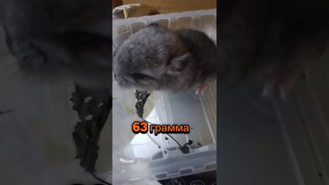ПЕРВЫЕ ВЗВЕШИВАНИЯ МАЛЫШЕЙ|ШИНШИЛЛА