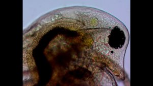 Дафния пищеварение и размножение.