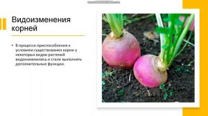 6 класс. Органы цветковых растений. Корни и корневые системы