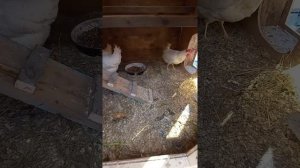 Курятник на 10 кур несушек. Зимний вариант.