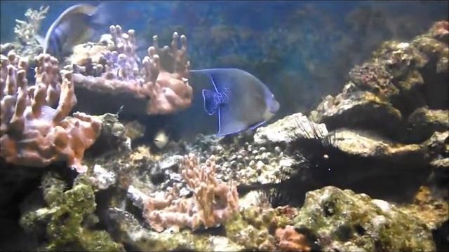 Рыбы красного моря, Аквариумная рыбка, Арабский ангел Pomacanthus asfur смотреть онлайн