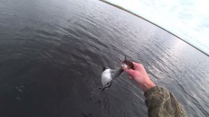 Охота на утку в Октябре.  Трофеи есть!