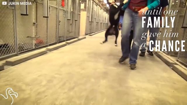 Dog Gets Adopted and Totally Loses It смотреть онлайн
