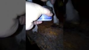 Доильный аппарат для коз
