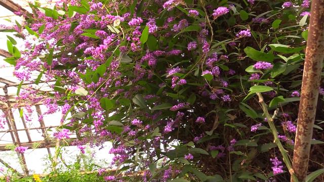 Growing the Australian Sarsparilla