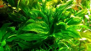 Эхинодорус парвифлорус "Тропика" (слева). Справа что за эх?