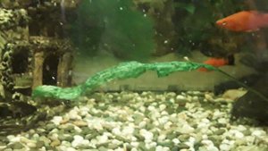 Биологическое равновесие в аквариуме.