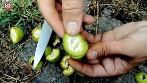 Маньчжурский орех, как растет, что внутри когда молодой