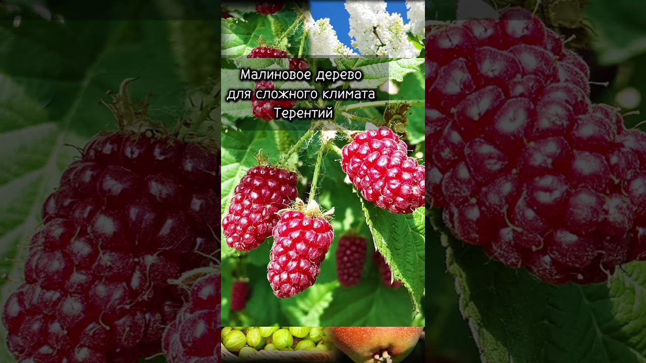 Лучшие сорта плодовых для сложного климата  #советысадоводам #ассортимент