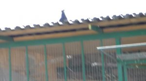 09.04.20. Голуби Алана город Беслан. Doves of Alan city of Beslan