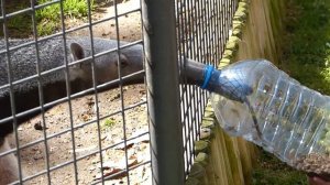 Кормление муравьеда