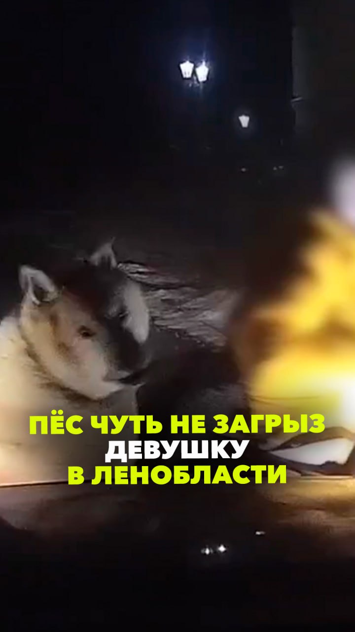 Собака чуть не загрызла девушку в Ленобласти — ситуацию спас проезжающий мимо автомобиль