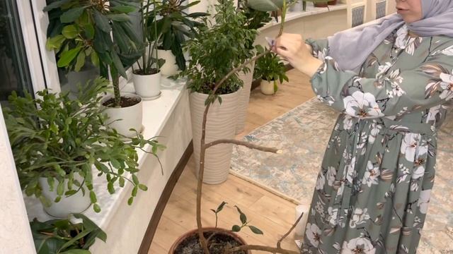 Размножение фикуса и полный обзор по уходу Фикуса каучуконосного Фикус гүлін жапырактан өсіреміз смотреть онлайн