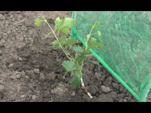 Посадка винограда весной под пленочный домик