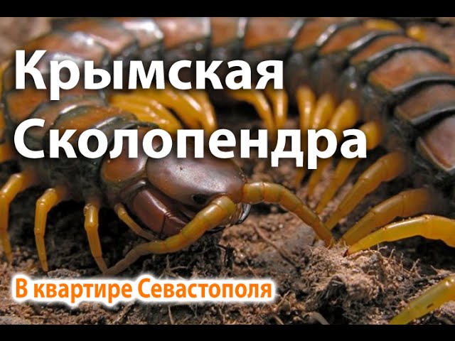 Может ли сколопендра залезть в кровать