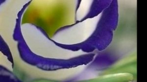 Два Синих Ока    поёт Джордже Марьянович Сербия