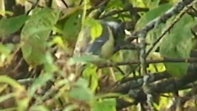 М  Дятел и   Б Синица  Что общего смотреть онлайн