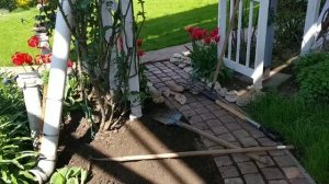 Хосты в саду. Сажаю новые сорта и обхожу старожилов.