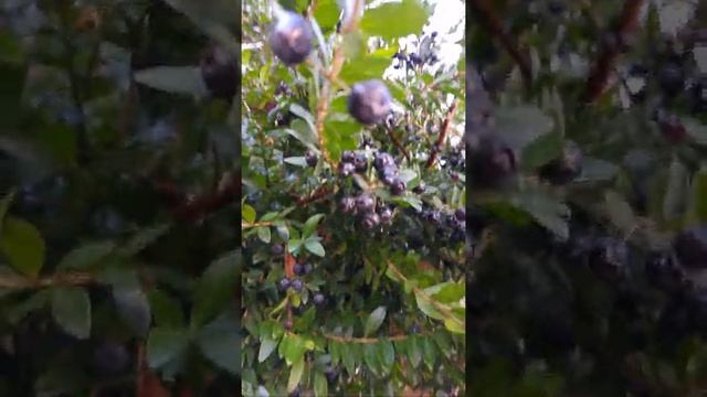 הדס מצוי עם פירות שחורים Myrtus  communis آس