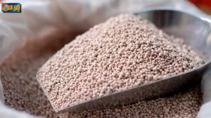 Чем подкормить малину летом? Рецепты и правильная подкормка.