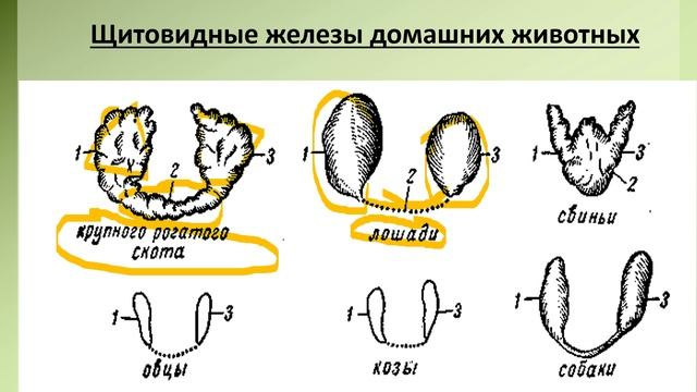 Анатомия животных. Эндокринология в ветеринарии видео.