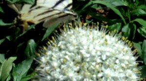 Бабочка и шершень собирают нектар . Butterfly and bumblebee colleсt nectar from garlic's flower