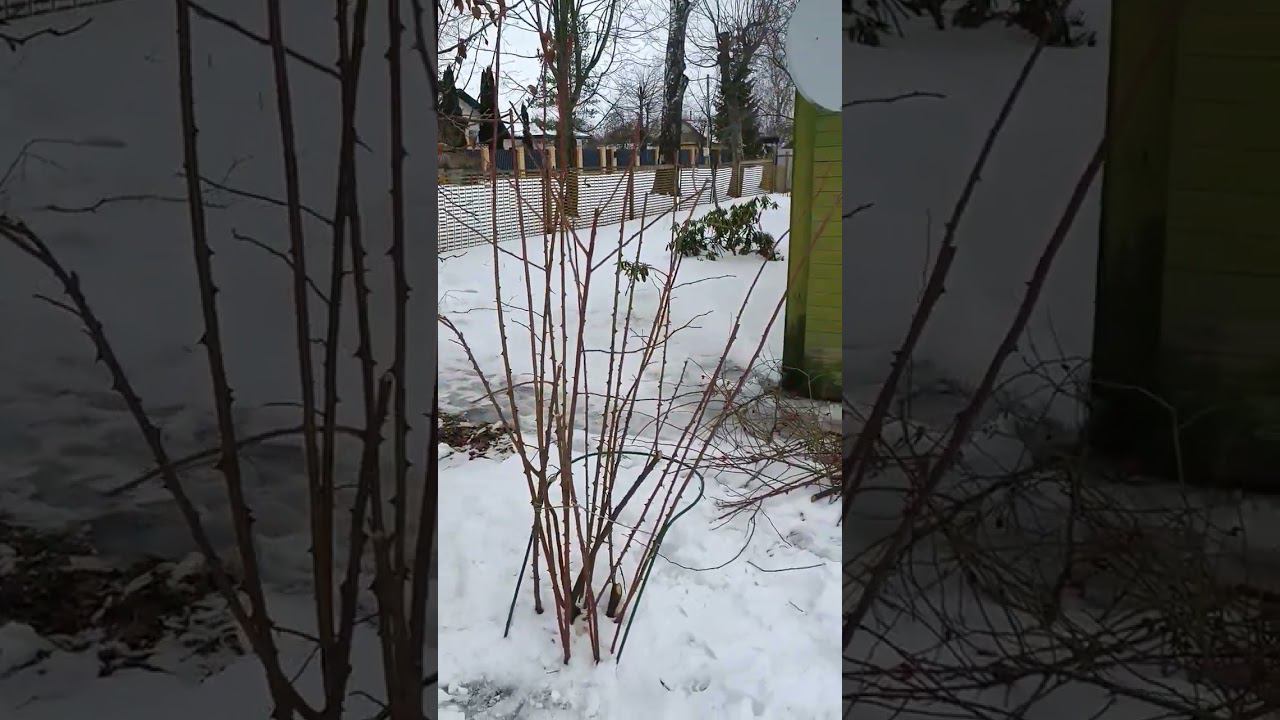 Обрезка шиповника зимой. Кустарник на даче. Дачные будни.
