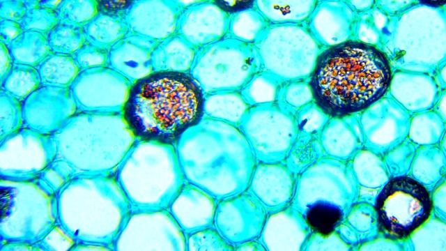 Микроскоп детский Микромед Эврика для школьного возраста смотреть онлайн