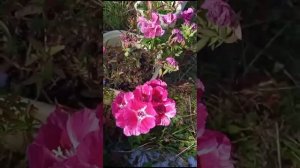 Цветы - Годеция